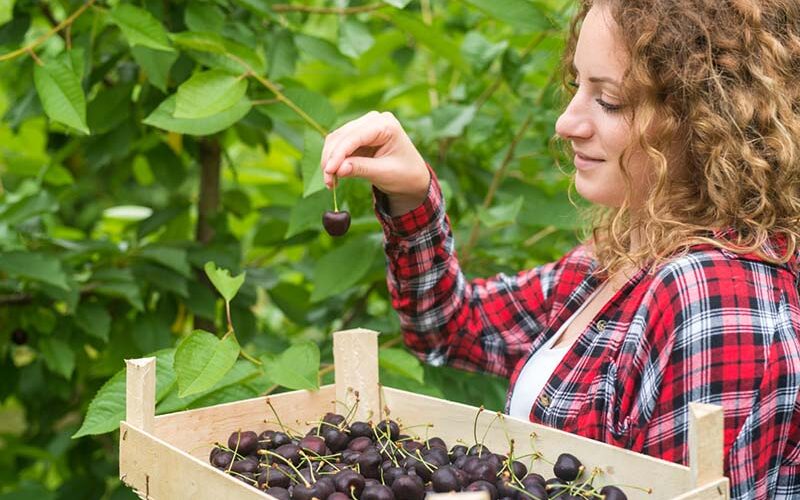 Cherry Picking Oliver BC