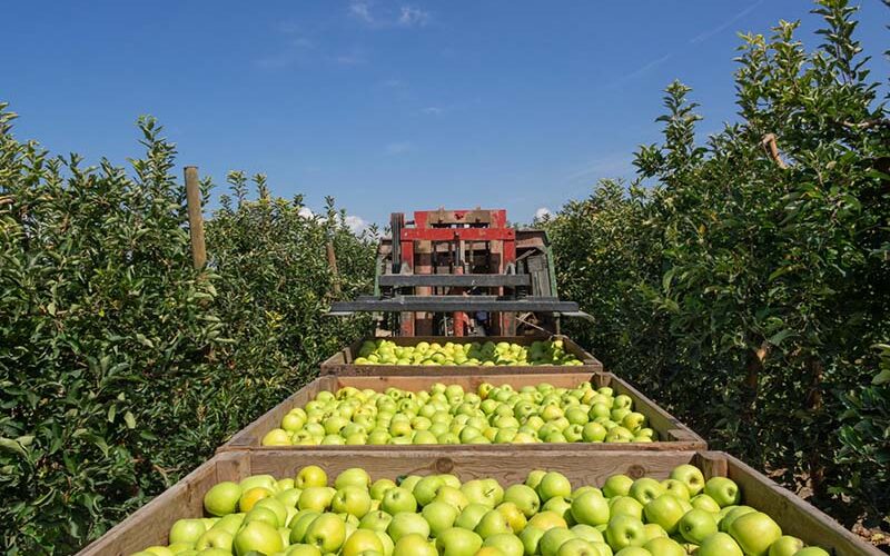 apple orchard fruit market Oliver, BC