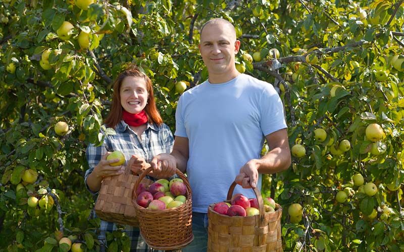 Orchard Tours Oilver BC